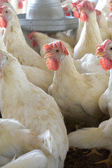 Closeup portrait of White hen at poultry farm, Layer farm, Group of healthy white chicken in poultry farm closeup, hen face closeup in farm, poultry, layer hens for eggs, poultry and livestock Chicken