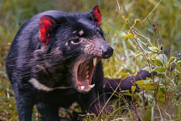 Tasmanian devil baring teeth in grassy habitat