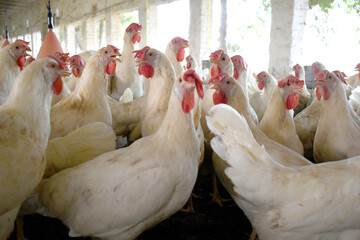 Closeup portrait of White hen at poultry farm, Layer farm, Group of healthy white chicken in poultry farm closeup, hen face closeup in farm, poultry, layer hens for eggs, poultry and livestock Chicken