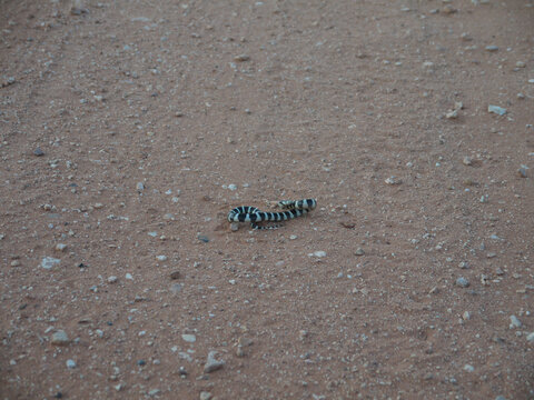 Small rattlesnake snakelet on sand background