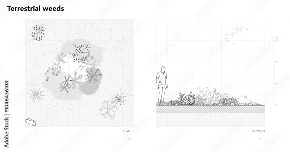 Poster architectural drawings, minimal style cad tree line drawing, side view, plan and section forest outl