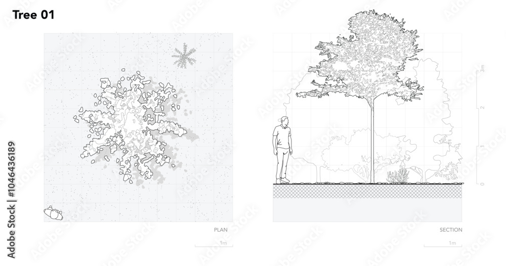 Poster architectural drawings, minimal style cad tree line drawing, side view, plan and section forest outl