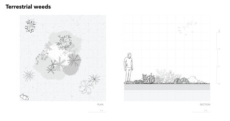 Architectural Drawings, Minimal style cad tree line drawing, Side view, plan and section forest outline symbol for landscape design drawing. Vector illustration in stroke fill in white. © feipco