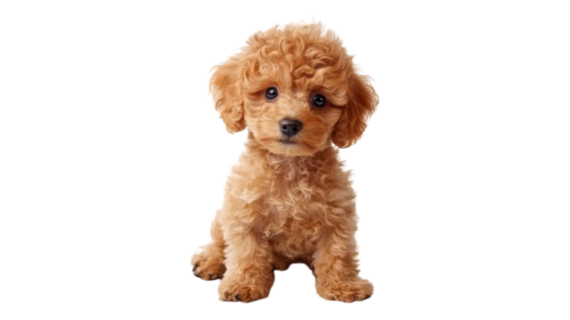 Cute curly-haired puppy sitting on a transparent background, showcasing its playful expression and fluffy fur while looking at the camera.