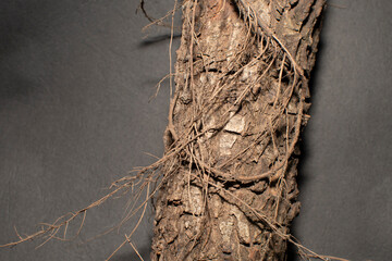 The trunk of a pine tree on black background