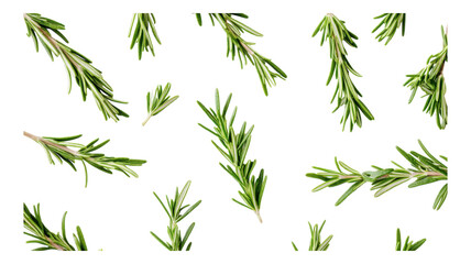 Obraz premium Fresh rosemary sprigs scattered on a transparent background for culinary uses and aromatic enhancements in various dishes.
