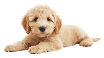 A playful golden doodle puppy lying comfortably on a soft surface indoors, showcasing its fluffy coat and curious expression.