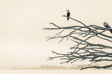 New Zealand Birds © Matthew
