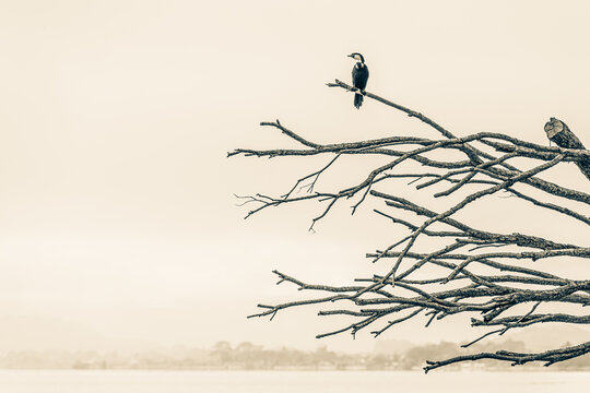 New Zealand Birds
