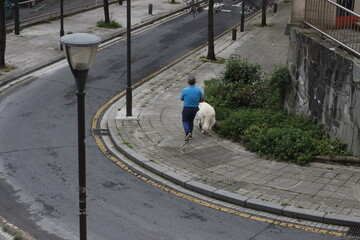 Person walking with a dog