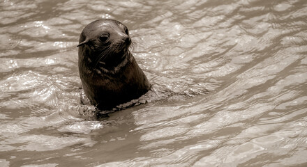 Seal in the Water
