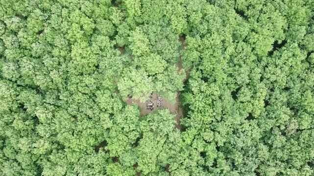 Drone - Concert in the woods
