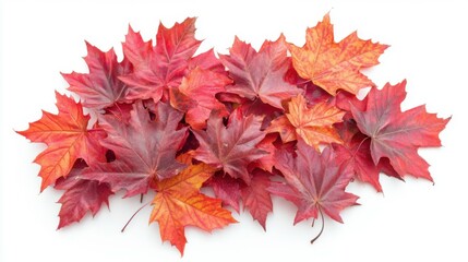 An assortment of red and orange maple leaves in a loose pile, isolated on a clean white background