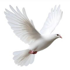Fototapeta premium Graceful White Dove in Flight - Symbol of Peace and Freedom
