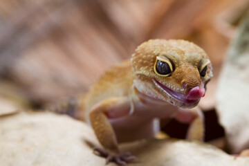 Leopard gecko lizard isolated on nature background, animal closeup