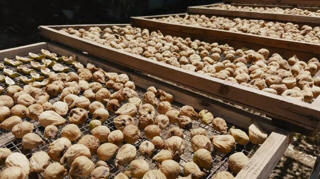 Healthy dried figs production in Cilento