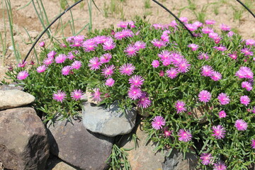 Image of pine needles blooming on the Daecheongcheon trail