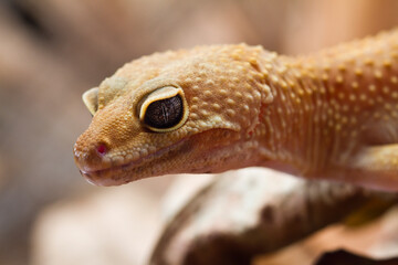 Leopard gecko lizard isolated on nature background, animal closeup