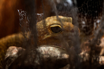 Leopard gecko lizard isolated on nature background, animal closeup