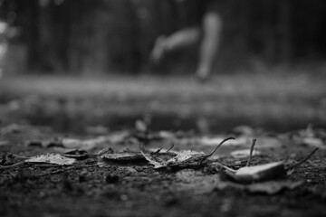 Close up of fallen leaves on the ground