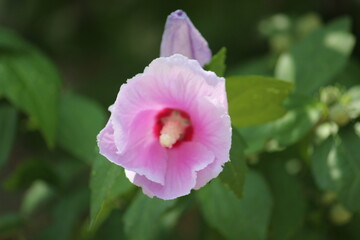 Image of Rose of Sharon flowers blooming on the Daecheongcheon Trail