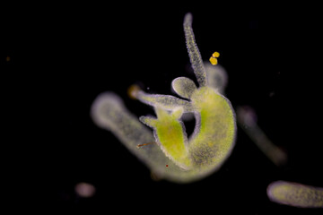 Hydra is a genus of small, fresh-water animals of the phylum Cnidaria and class Hydrozoa under the...