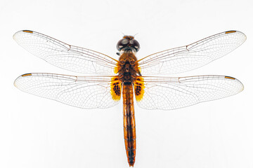 Structural characteristics and components of dragonflies in Thailand.