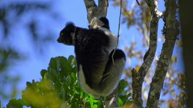 Indri Indri lemur hanging from a tree and looking around at Andasibe National Park, Madagascar; mosquitoes flying around; Black and white largest lemur in the world, critically endangered species.