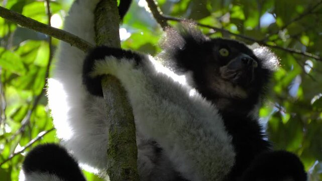 Slow Mo close up video of an Indri Indri lemur hanging from a tree in VOIMMA Community Reserve at Andasibe, Madagascar; Black and white largest lemur in the world, critically endangered specie.