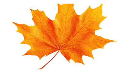 Obraz premium Vibrant orange maple leaf against a transparent background showcasing autumn's beauty and shifting nature.