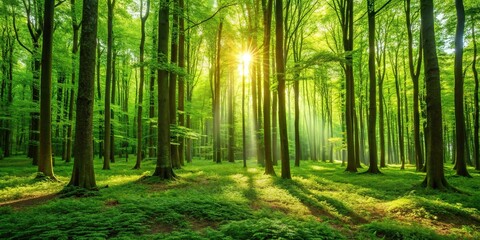 Fototapeta premium A lush green forest with tall trees and vibrant foliage, sunlight filtering through the leaves creates dappled patterns on the forest floor, trees, nature scenery, environment, natural beauty
