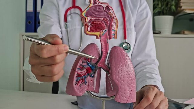 Doctor points out lung anatomy for diseases. Lung cancer, asthma, chronic obstructive pulmonary disease or COPD, bronchitis, emphysema, cystic fibrosis