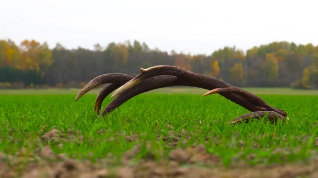 Large brown deer antlers fall on green grass farmland with forest background