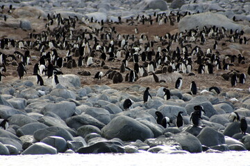 Penguin colony on the coast of the Ross Sea, Antarctica