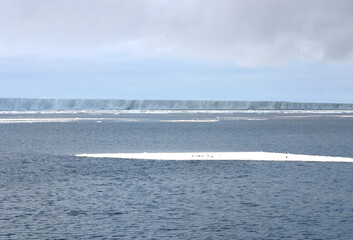 Flock of Penguins on drifting ice in the Ross Sea, Antarctica © harada