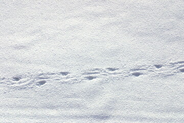 Footprint of Penguin on snow-covered floating ice in the Ross Sea, Antarctica