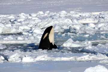 Killer whale in the ice-covered Ross Sea, Antarctica