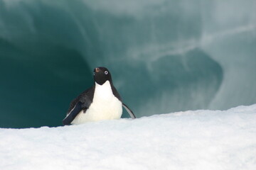 Penguin on floating ice in the ice-covered Ross Sea, Antarctica © harada