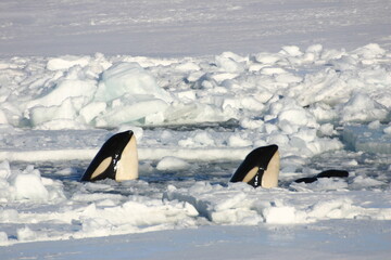 Killer Whale in the ice covered Ross Sea, Antarctica © harada