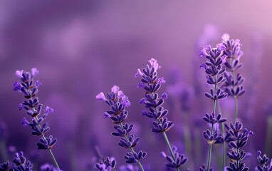 Fototapeta premium Purple background 