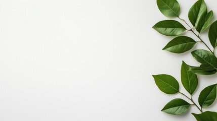 Obraz premium Green Leaves on White Background for Personalization