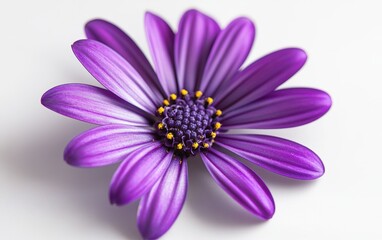 Obraz premium very beautiful flower macro on white background