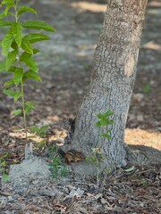 tree in the forest