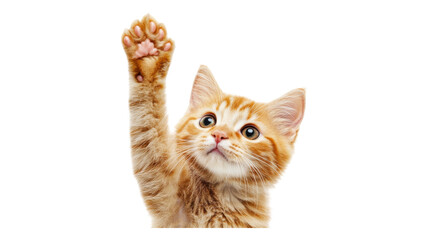 Obraz premium A playful orange kitten reaching up with its paw in a bright, cheerful setting with a transparent background.
