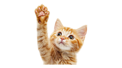 A playful orange kitten reaching up with its paw in a bright, cheerful setting with a transparent background.