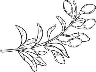 Goji Branch Outline Illustration