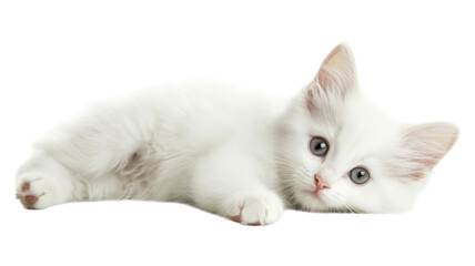 A playful white kitten lying down with bright gray eyes, showcasing its curious nature in a soft, cozy setting.