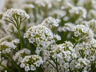 Beautiful and charming white baby's breath flowers photographed inside the house