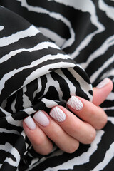 Female hand with a beautiful manicure on a zebra print background. Winter trend, polishing milky color with stripes pattern on nails with gel polish, shellac.