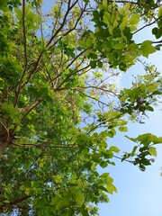 green leaves and sky